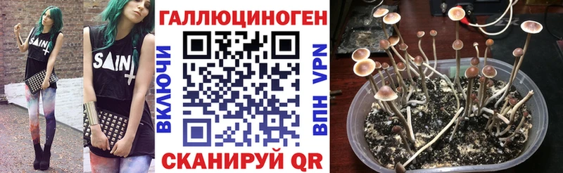 как найти   Дальнереченск  Псилоцибиновые грибы MAGIC MUSHROOMS 